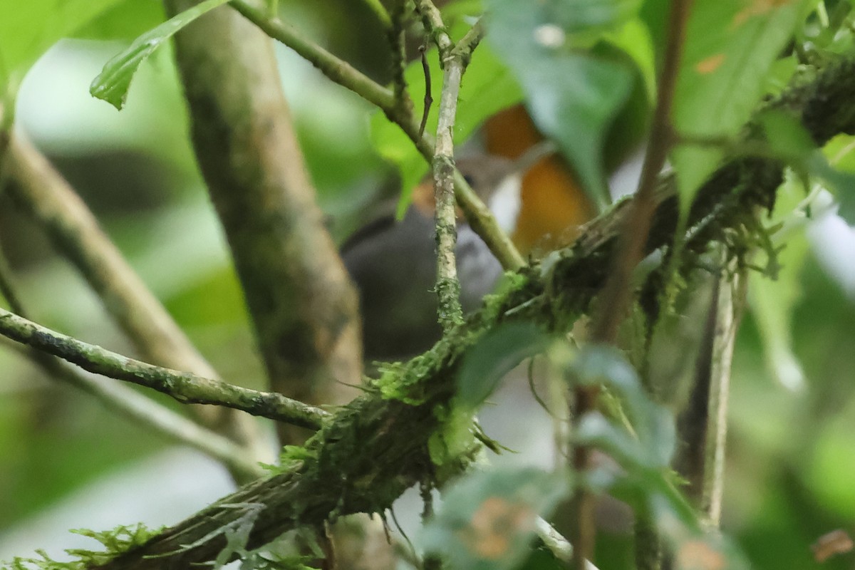 Tawny-faced Gnatwren - ML637443374