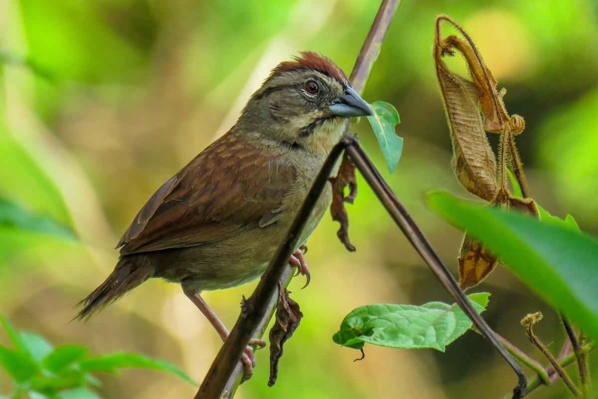Rusty Sparrow - ML637443425