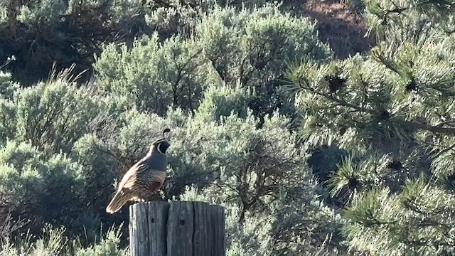 California Quail - ML637443432
