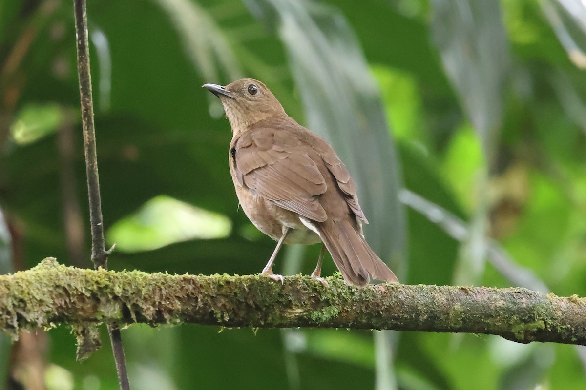 Pale-vented Thrush - ML637443436