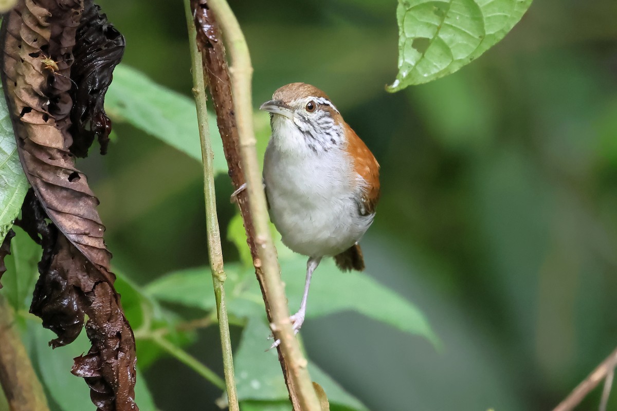 Rufous-and-white Wren - ML637443500