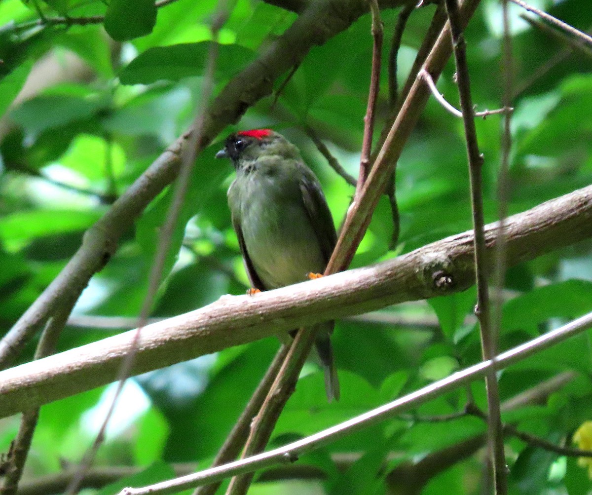 Long-tailed Manakin - ML637443603