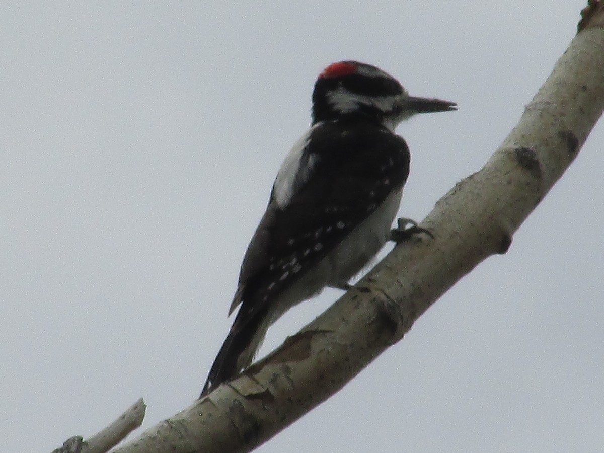 Hairy Woodpecker - ML637443605