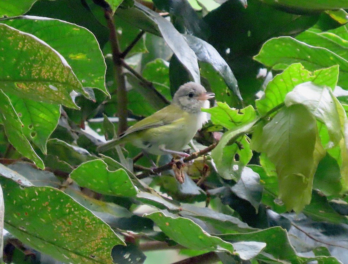 Lesser Greenlet - ML637443612