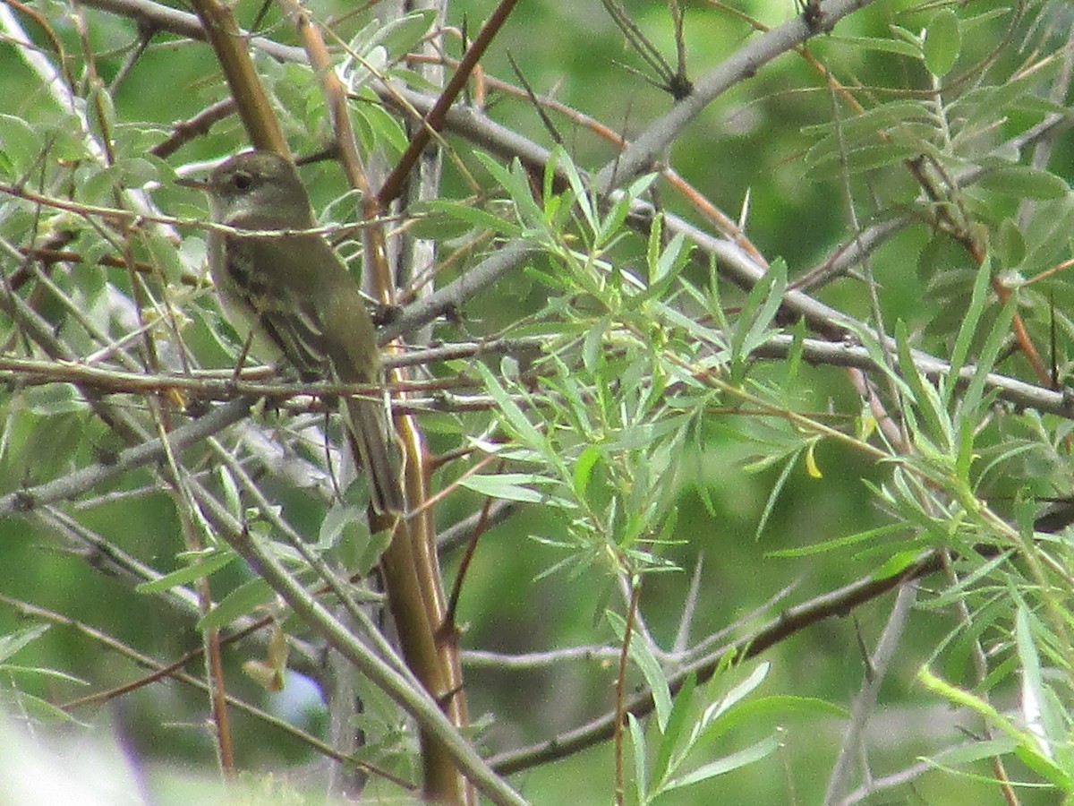 Alder/Willow Flycatcher (Traill's Flycatcher) - ML637443637