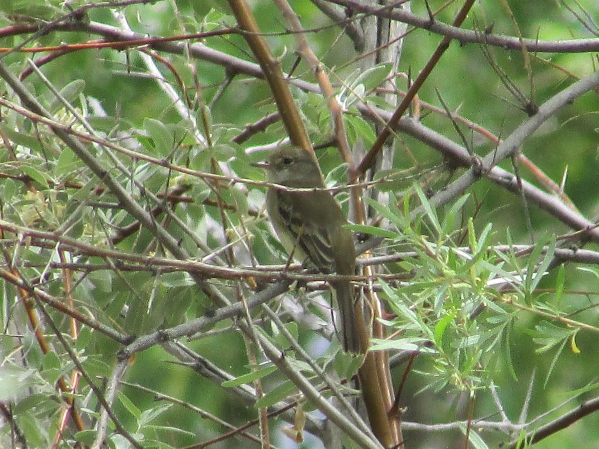 Alder/Willow Flycatcher (Traill's Flycatcher) - ML637443638