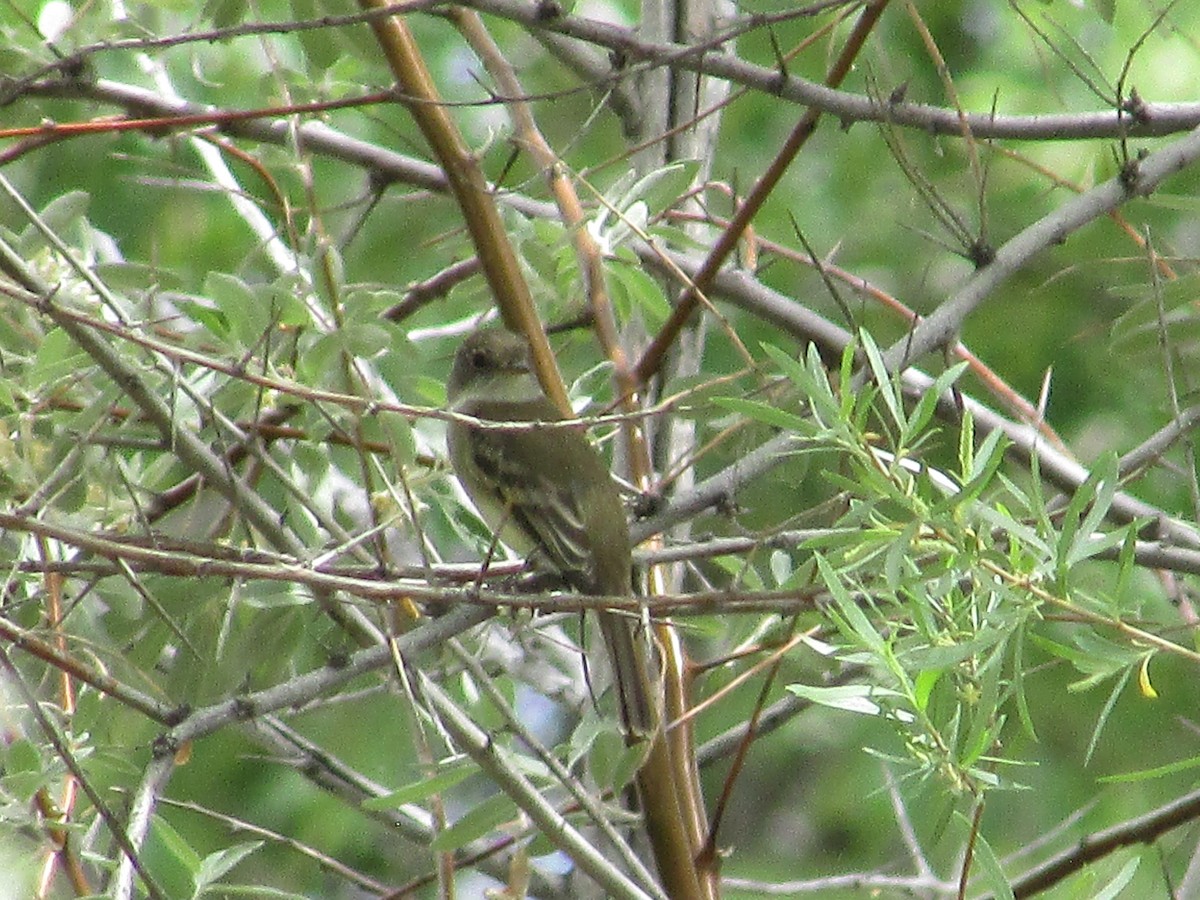 Alder/Willow Flycatcher (Traill's Flycatcher) - ML637443639