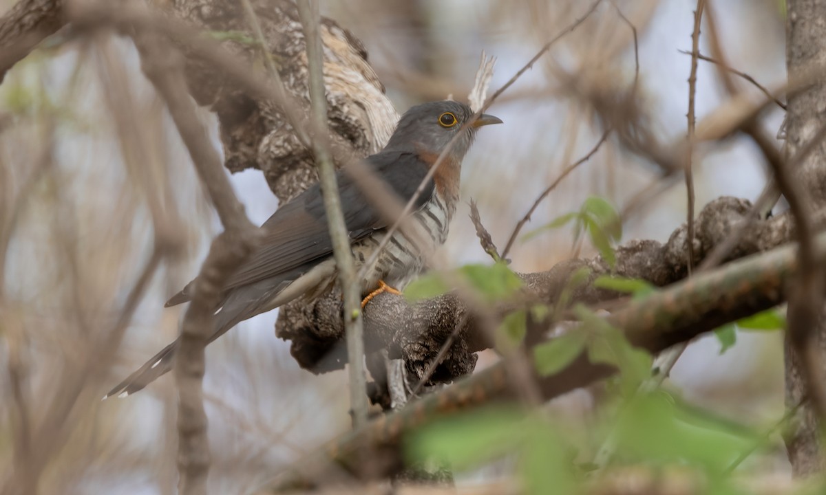 Red-chested Cuckoo - ML637443691