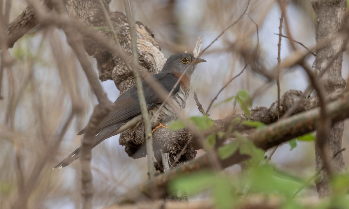 Red-chested Cuckoo - ML637443693