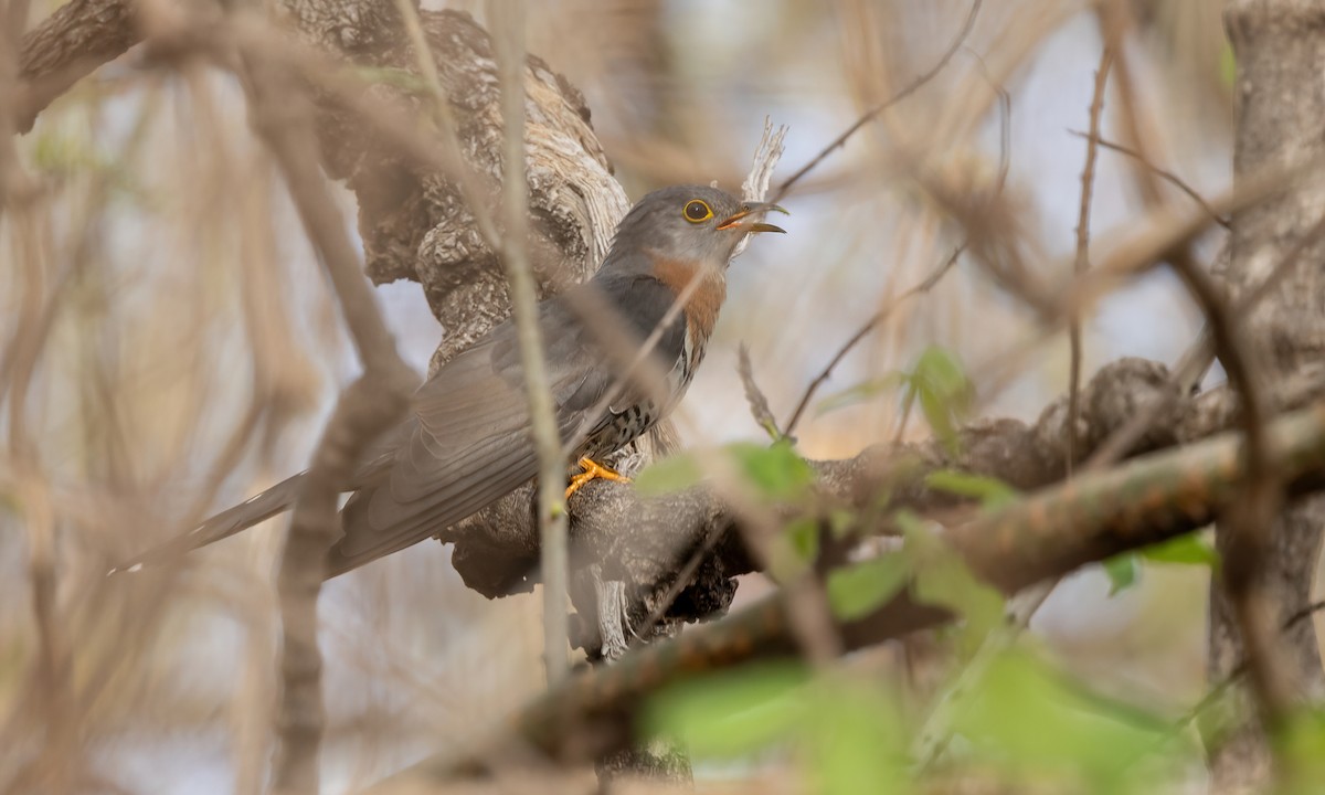 Red-chested Cuckoo - ML637443694