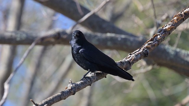 Fish Crow - ML637443700