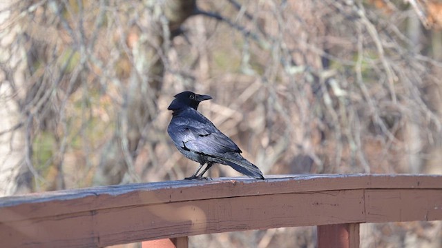 Fish Crow - ML637443712