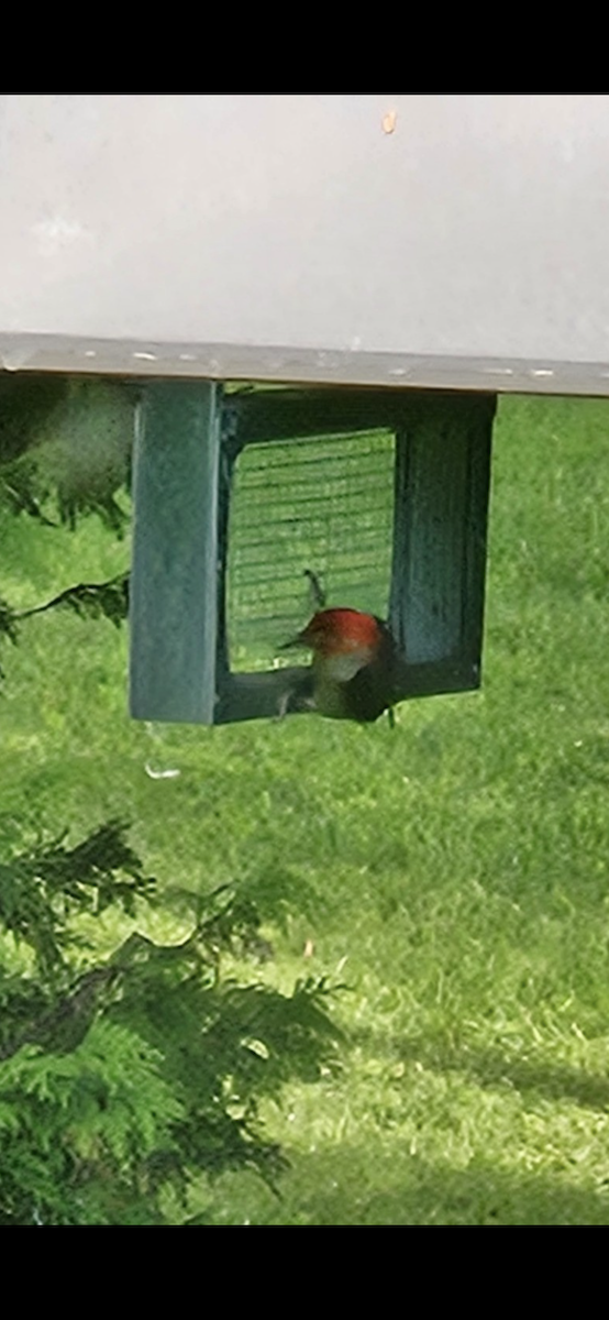 Гіла каролінська - ML637443774