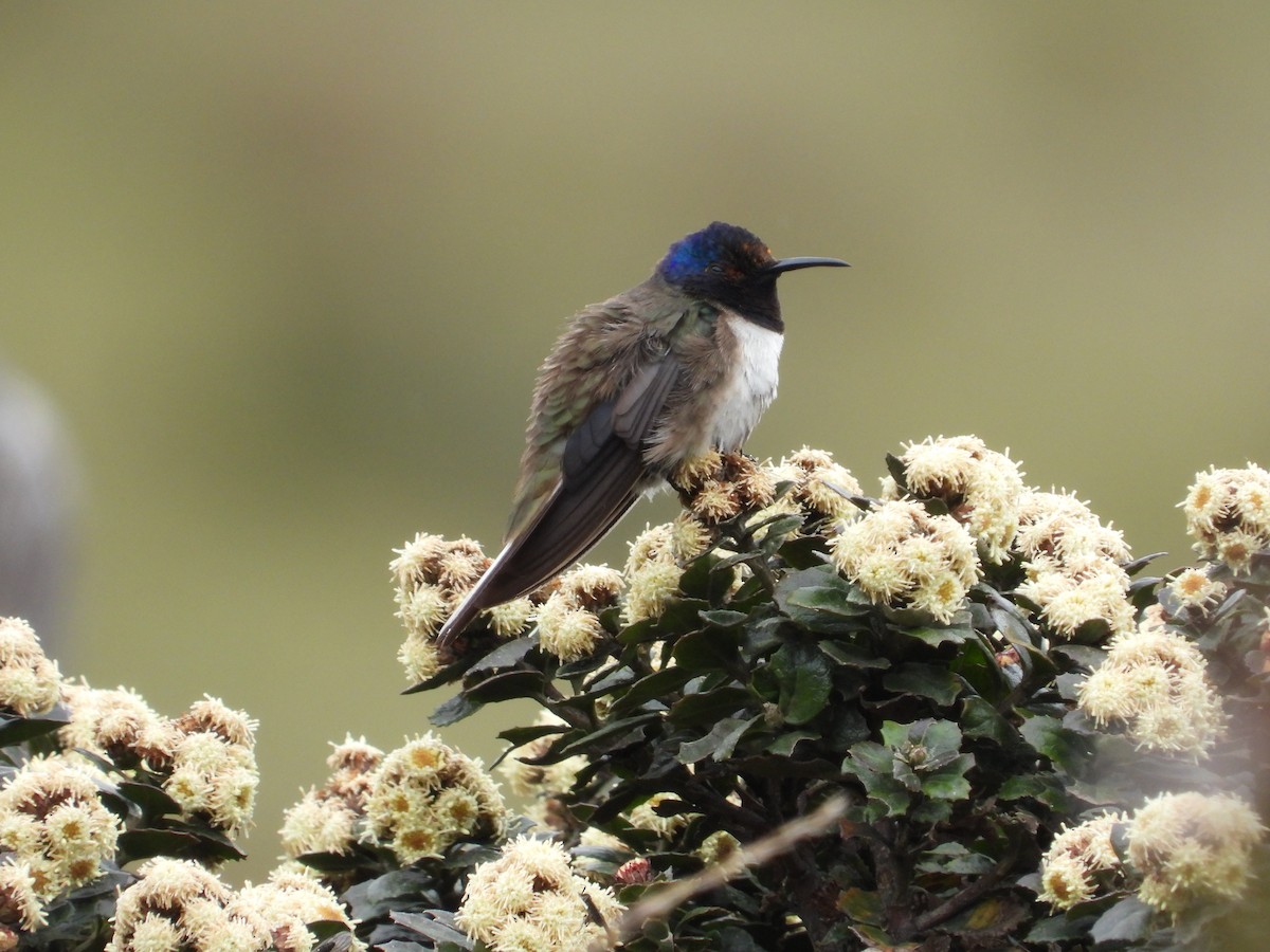 Ecuadorian Hillstar - ML637443821