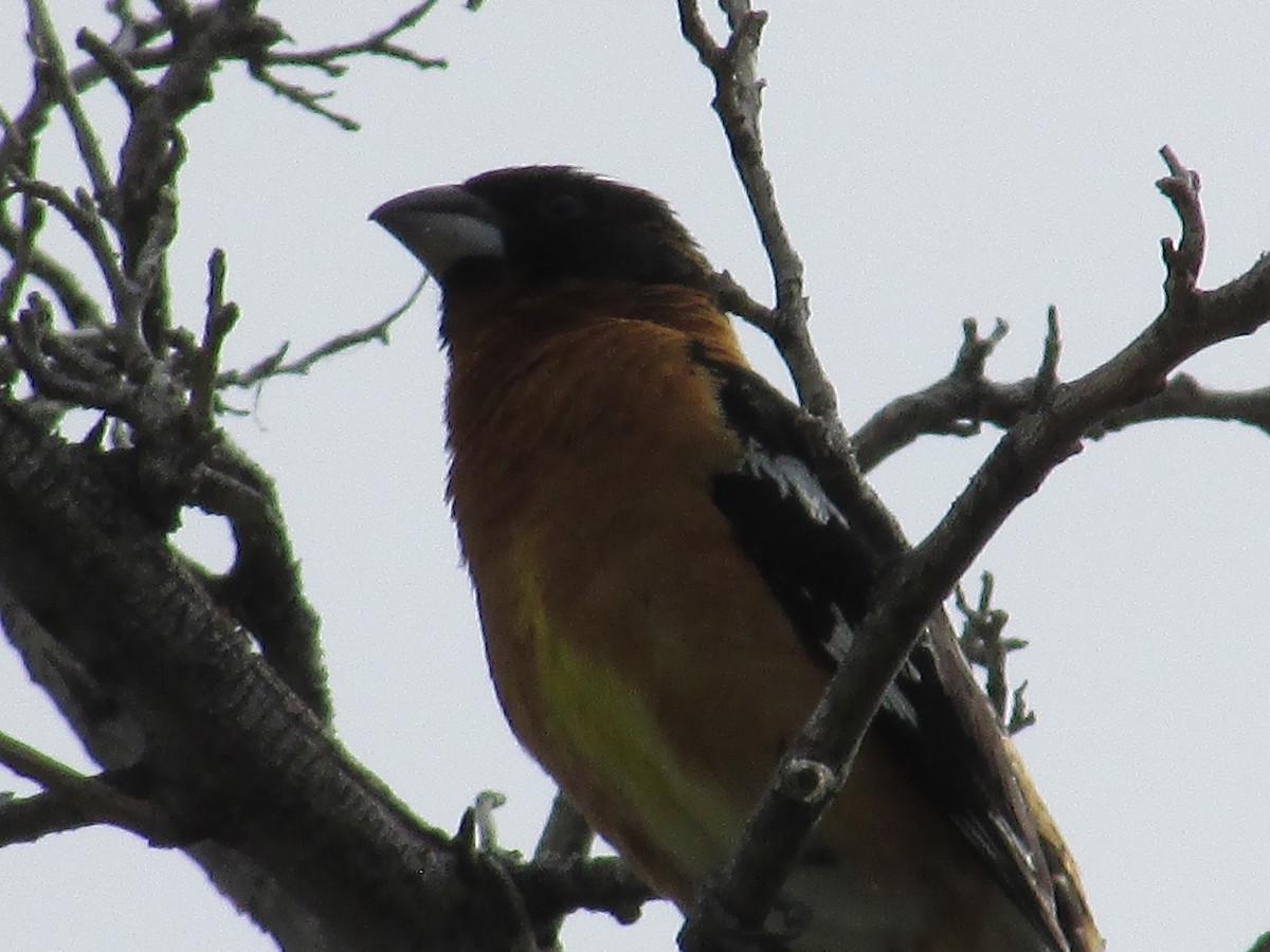 Black-headed Grosbeak - ML637443853