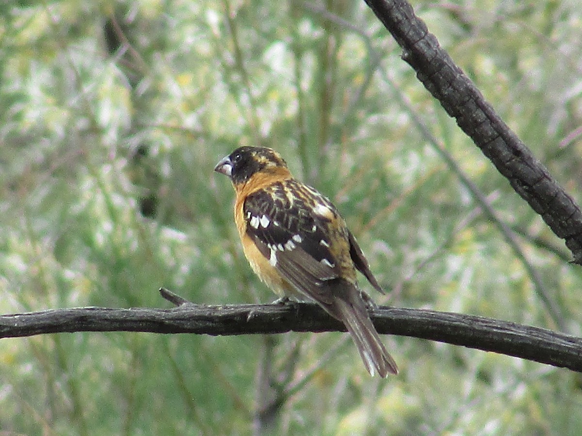 Black-headed Grosbeak - ML637443854