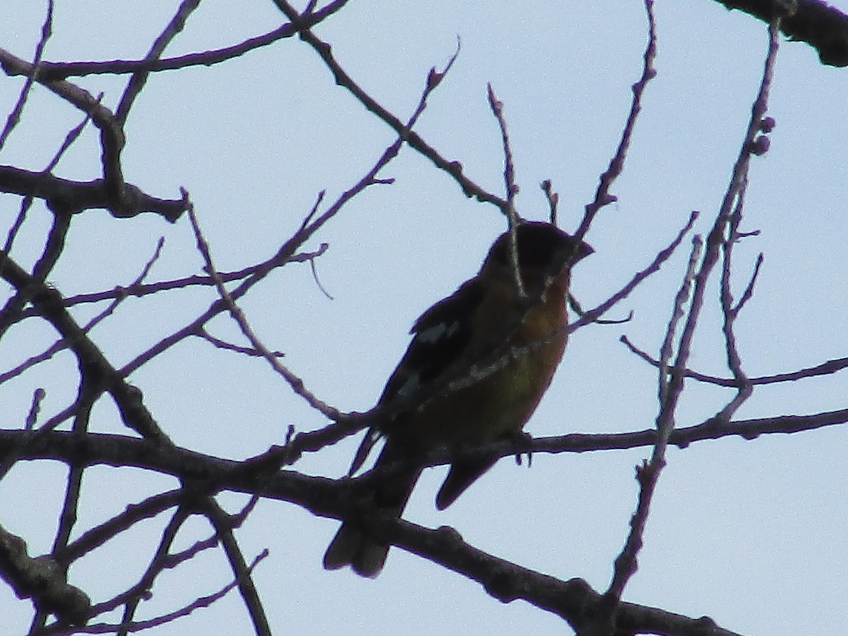 Black-headed Grosbeak - ML637443855