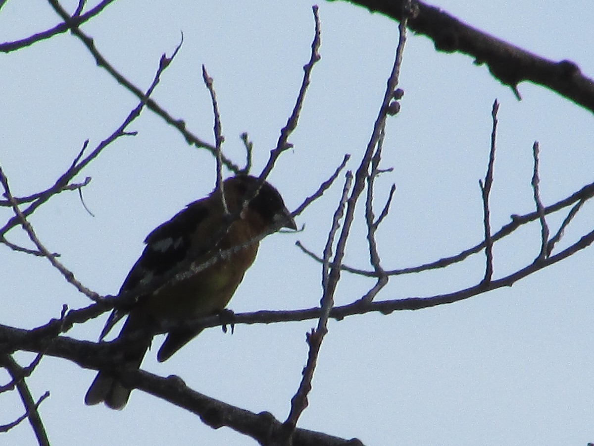 Black-headed Grosbeak - ML637443857