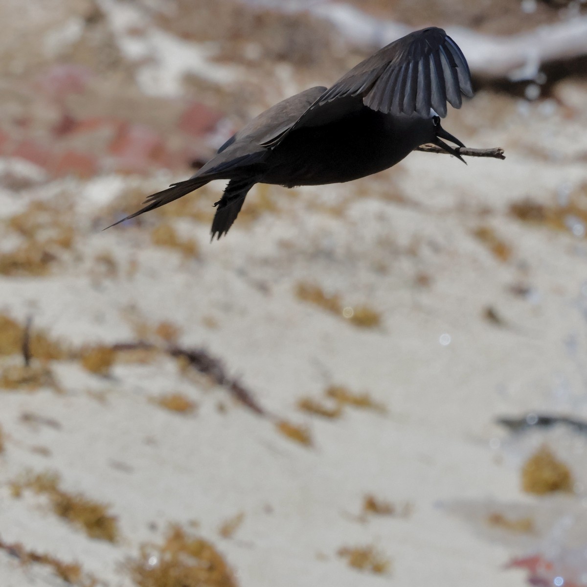 Brown Noddy - ML637443891