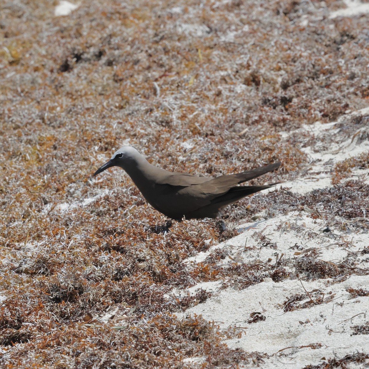 Brown Noddy - ML637443901