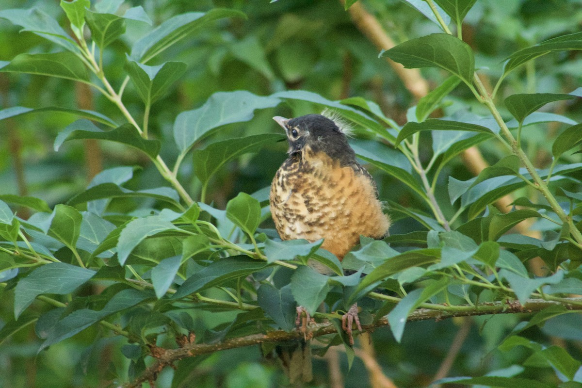Zozo papargorria - ML637443930