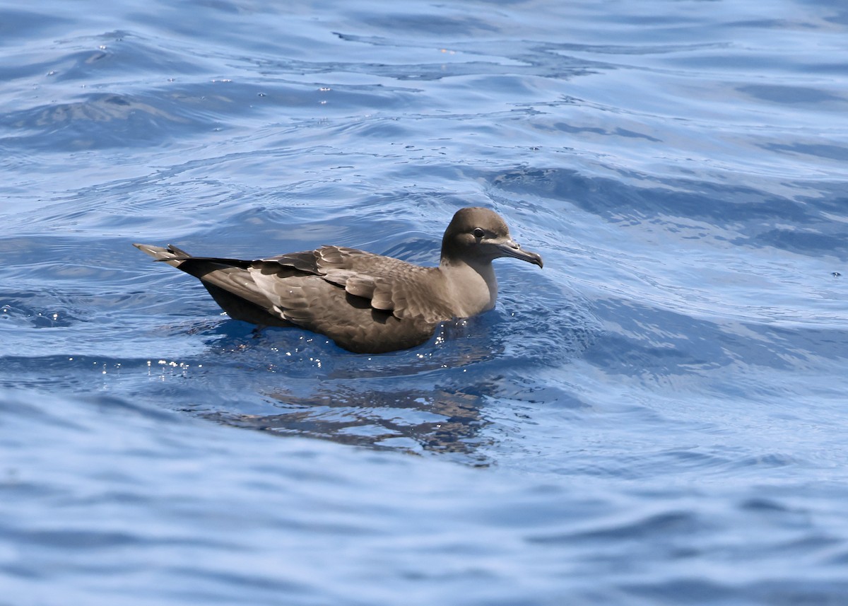 Sooty Shearwater - ML637443984