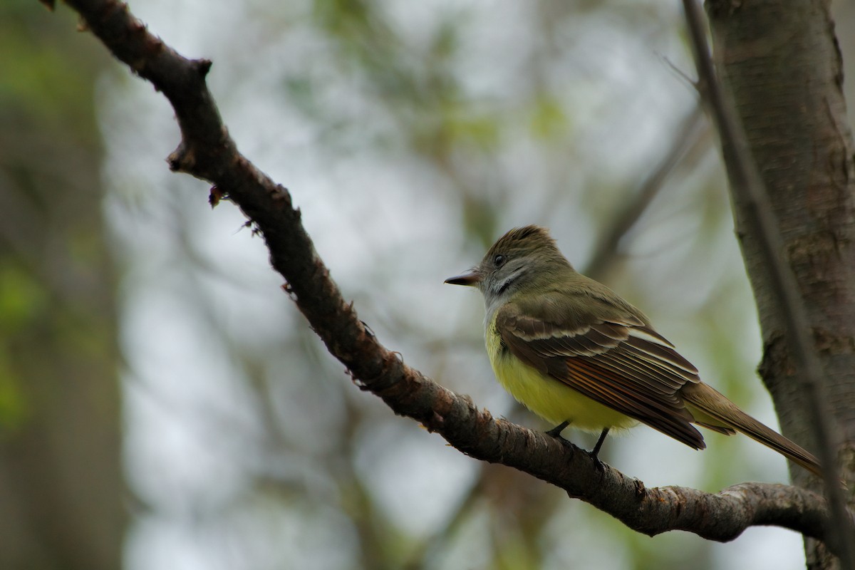 Great Crested Flycatcher - ML637444033