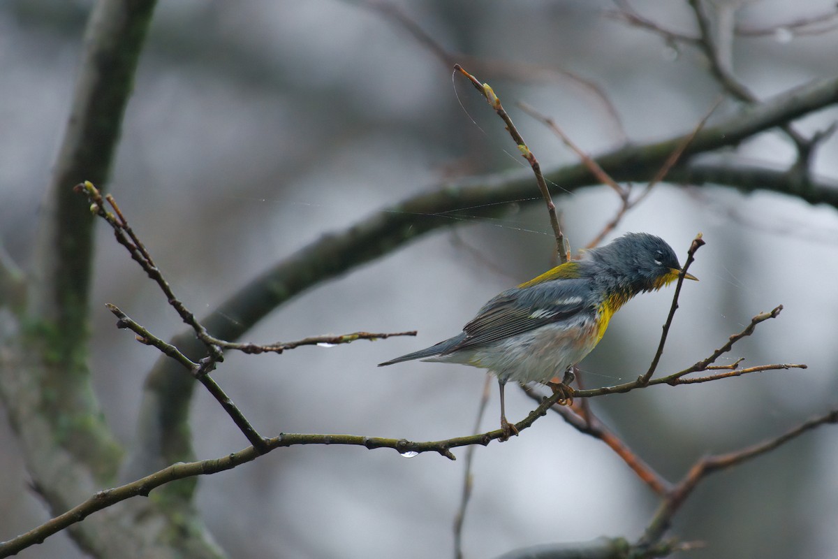 Northern Parula - ML637444063