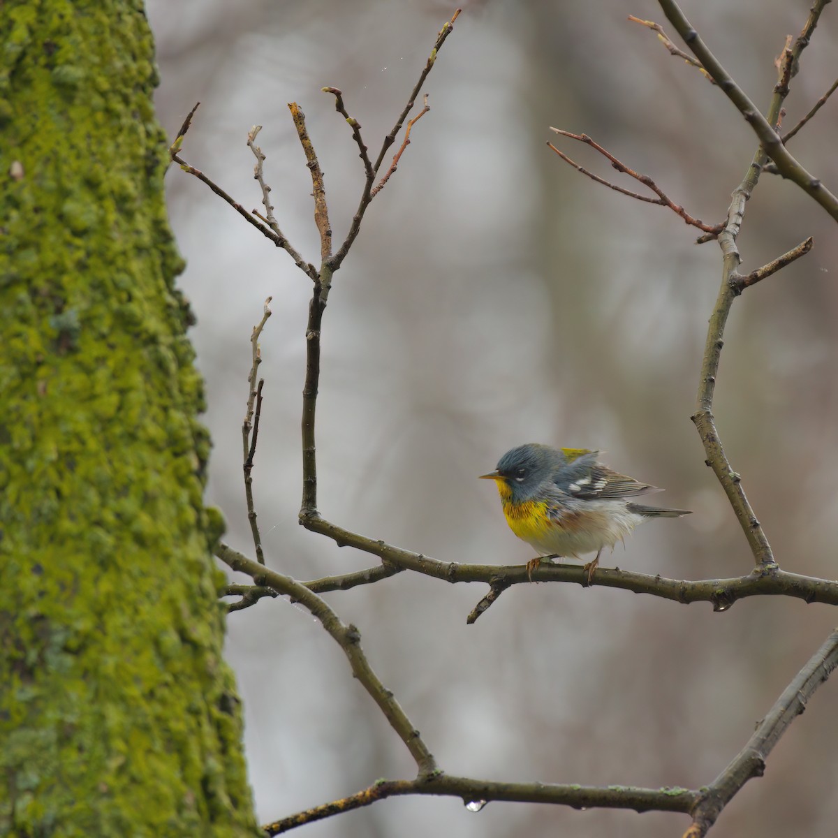 Northern Parula - ML637444064