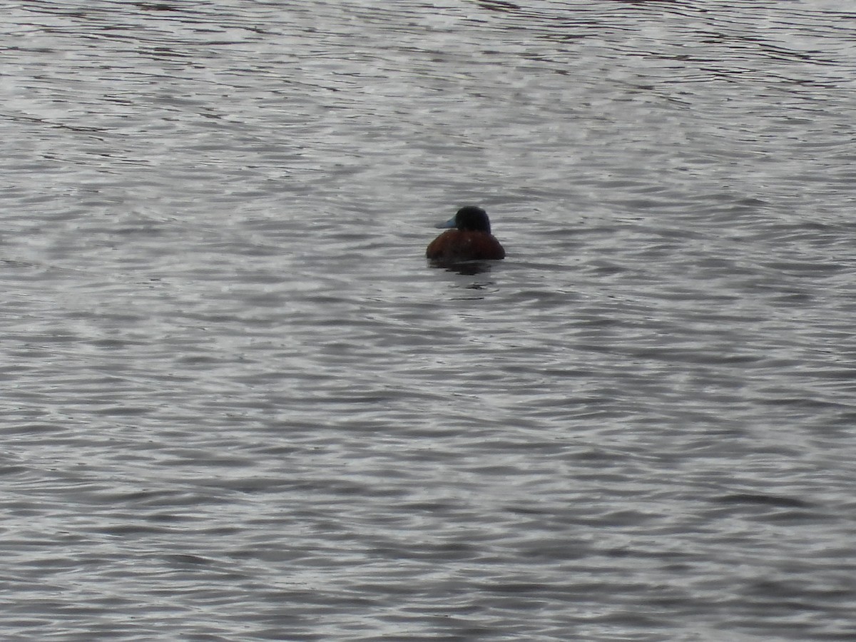 Andean Duck - ML637444081