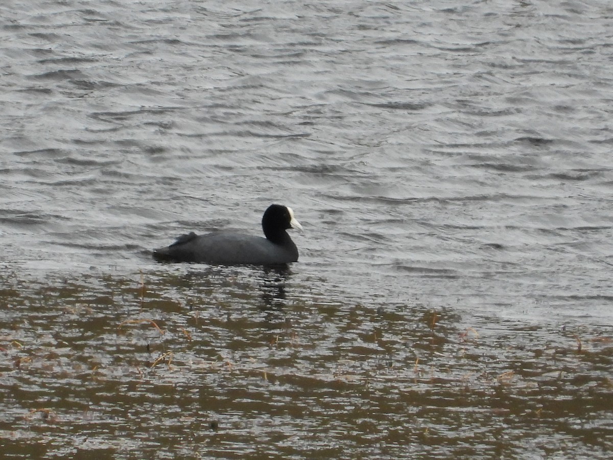 Slate-colored Coot (White-billed) - ML637444093