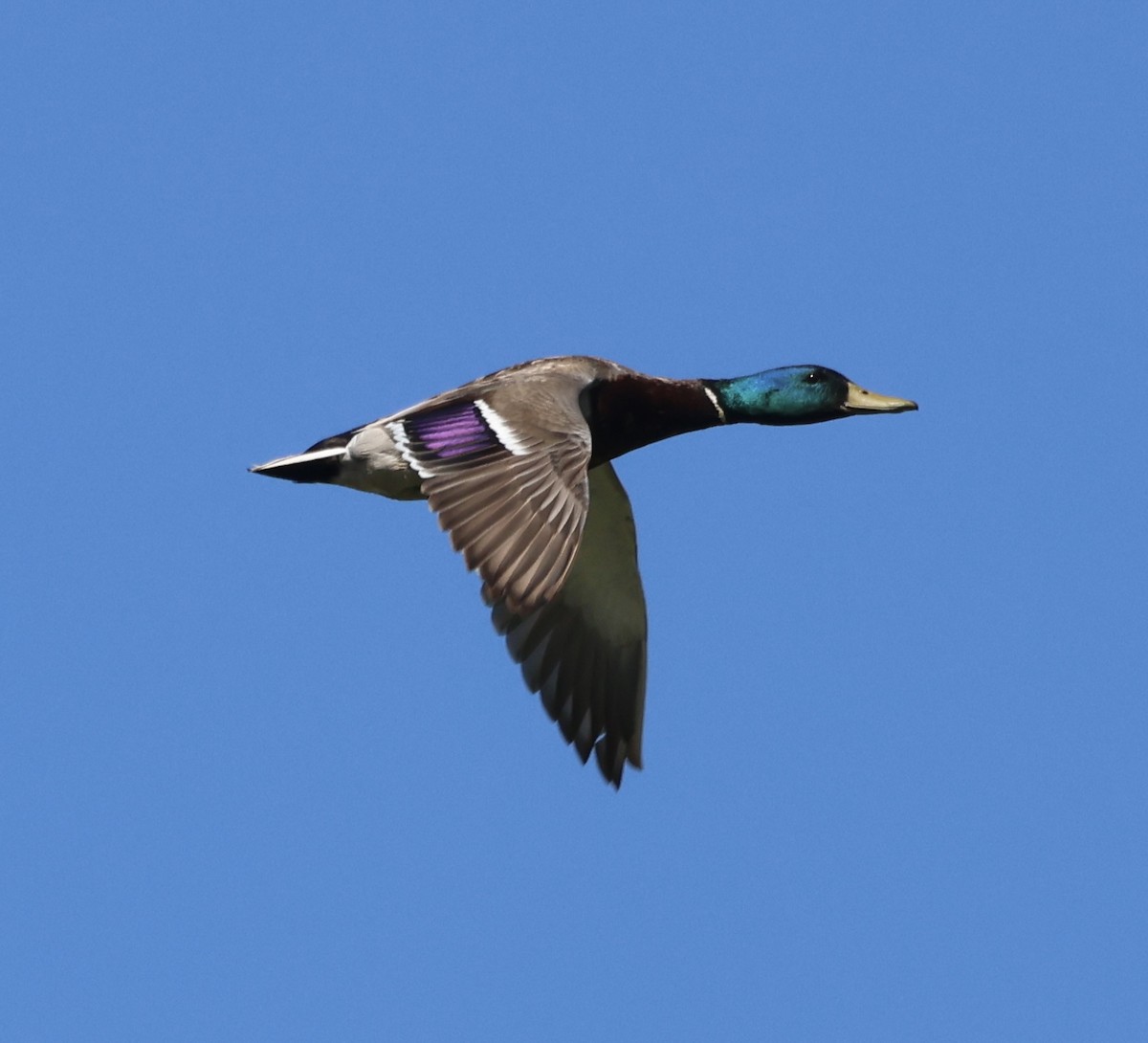 マガモ - ML637444113