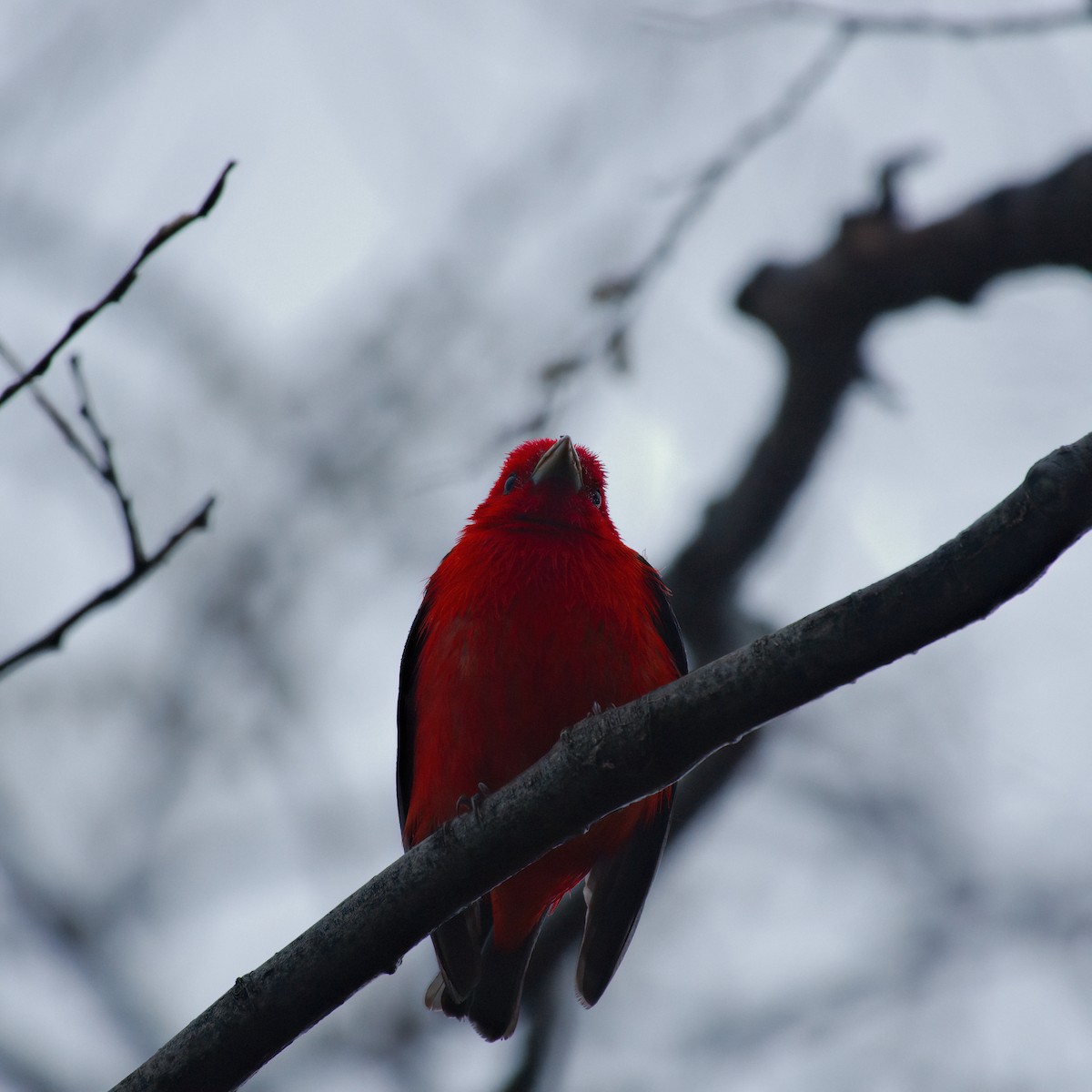 Scarlet Tanager - ML637444145