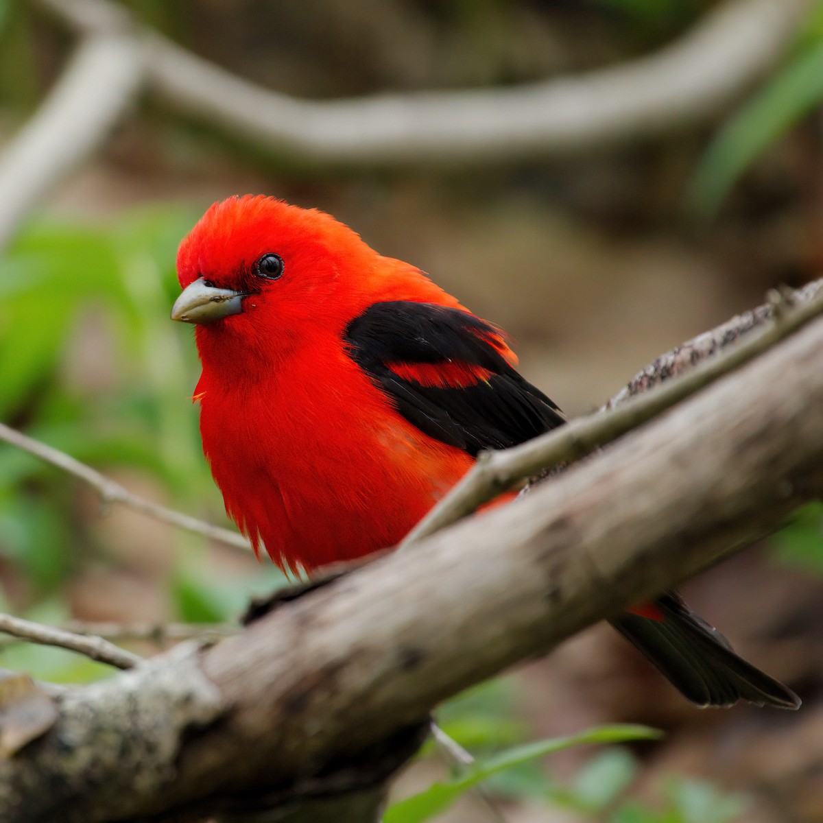 Scarlet Tanager - ML637444146