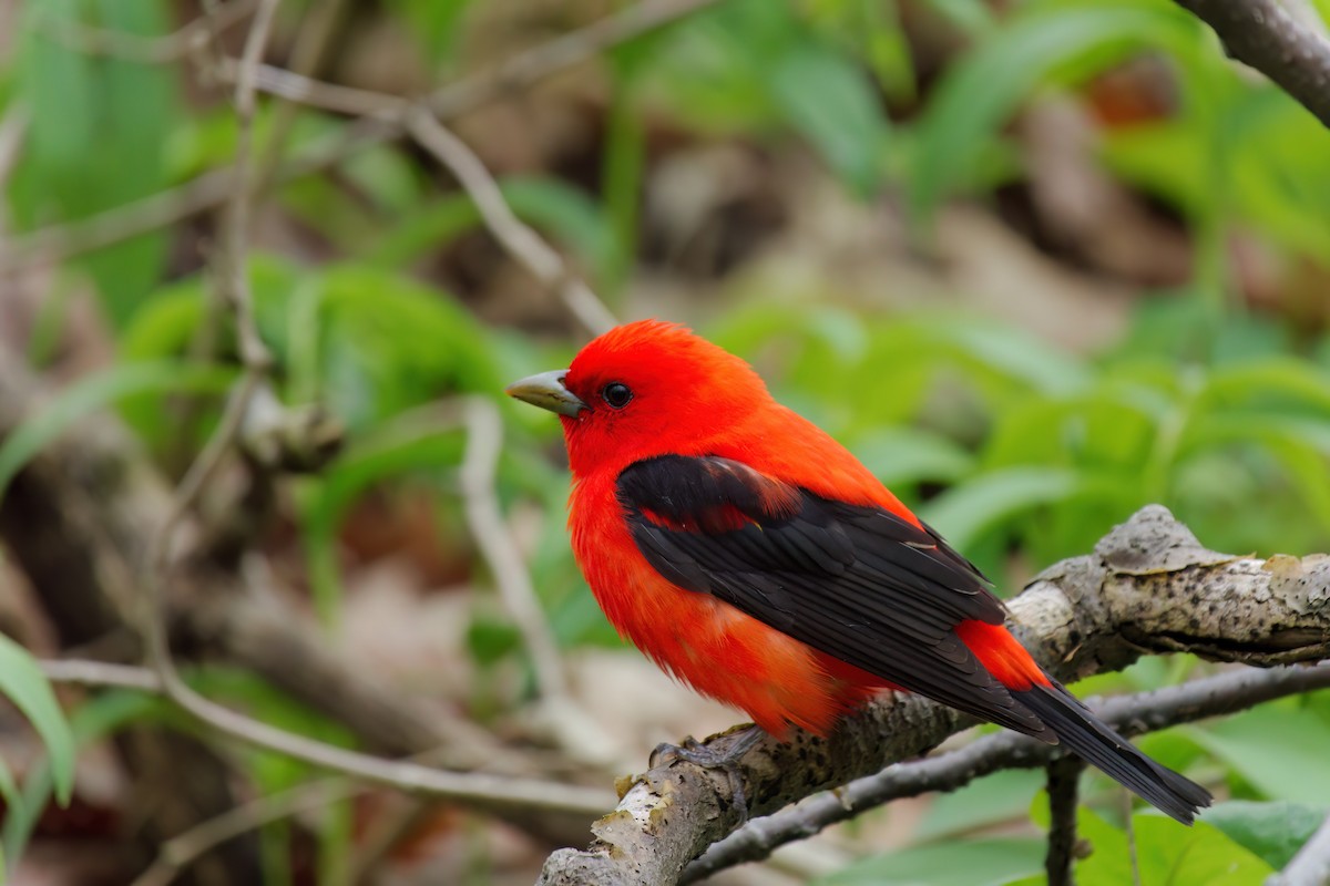 Scarlet Tanager - ML637444148