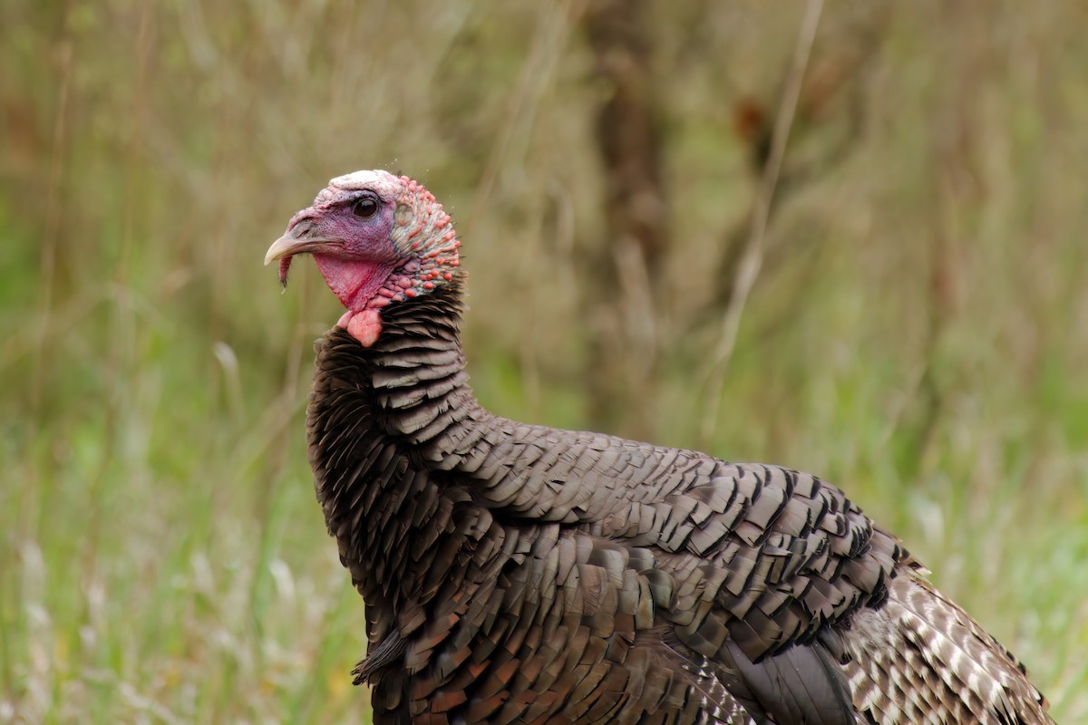 Wild Turkey - ML637444177