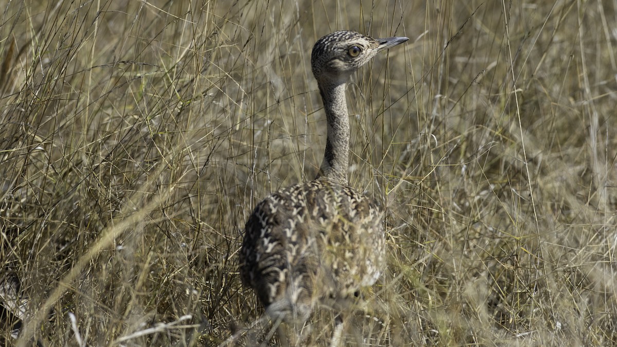 Red-crested Bustard - ML637444224
