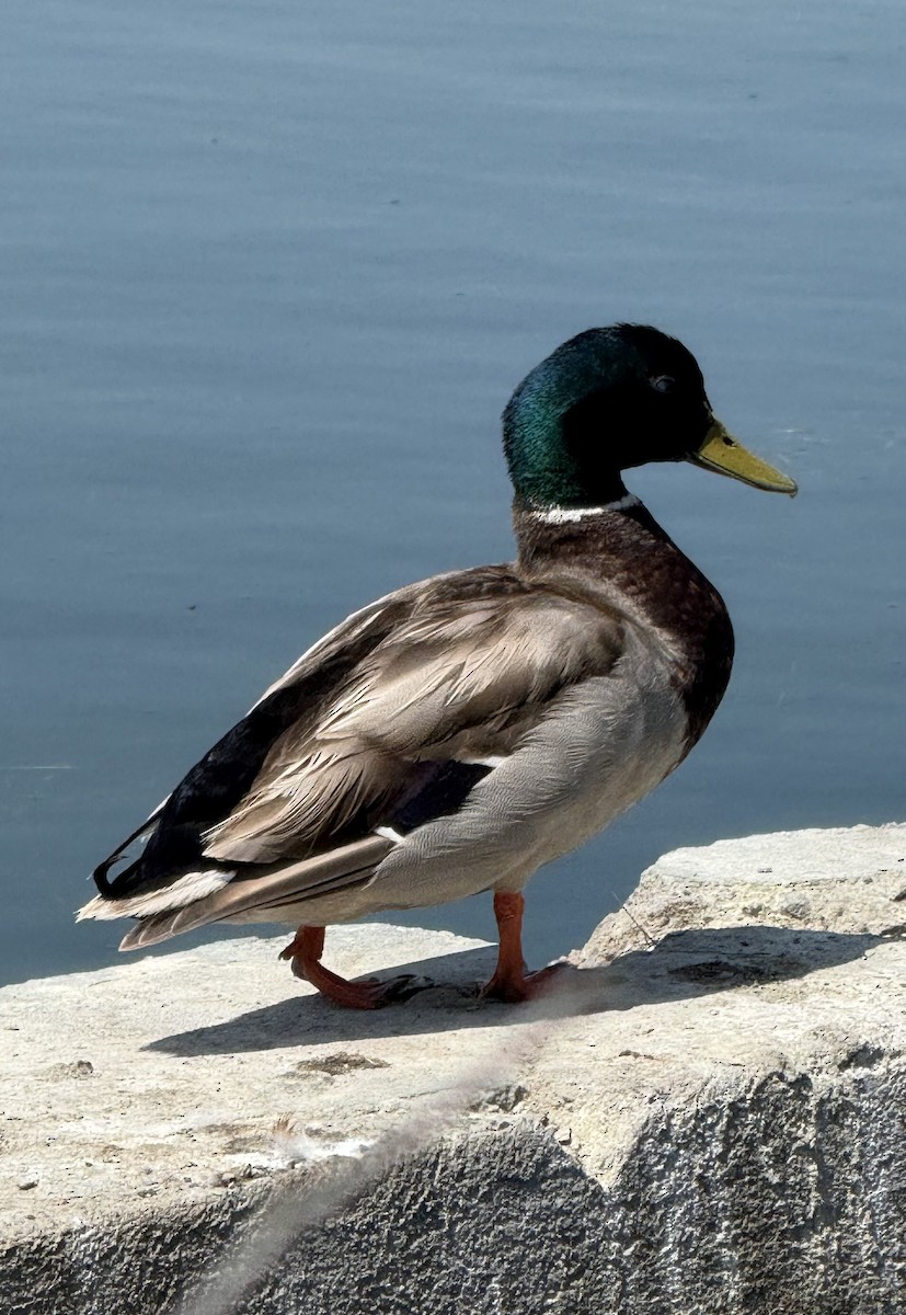 Mallard - ML637444268