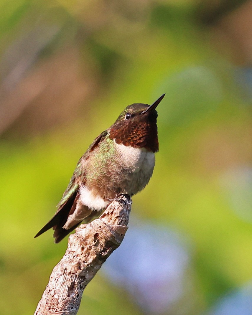 Yakut Boğazlı Kolibri - ML637444280