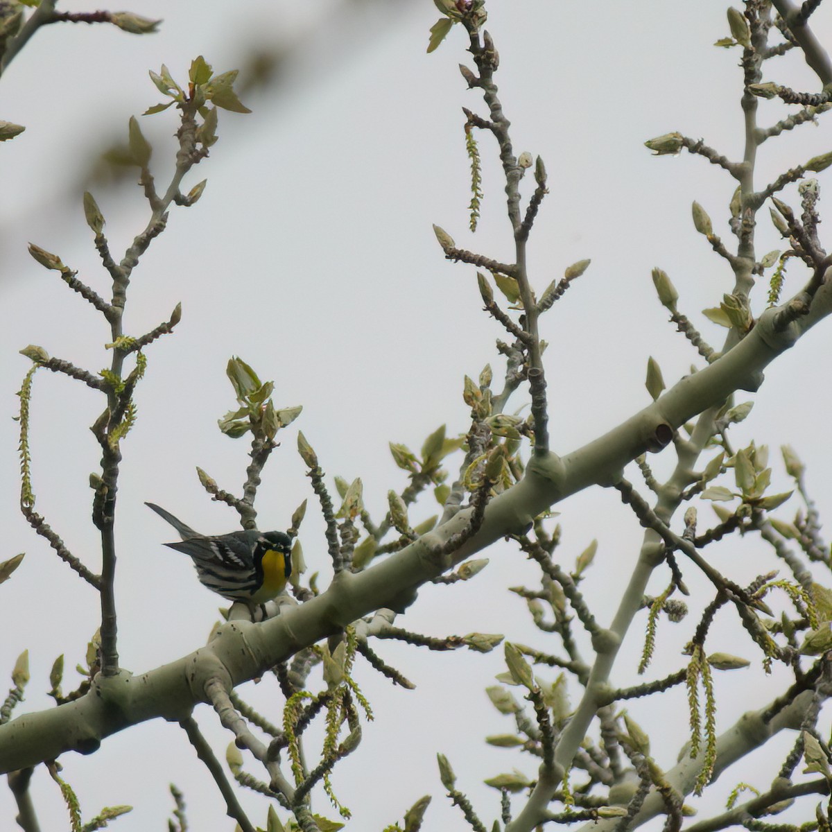 Yellow-throated Warbler - ML637444294