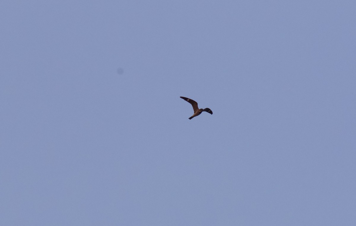Common Nighthawk - ML637444367