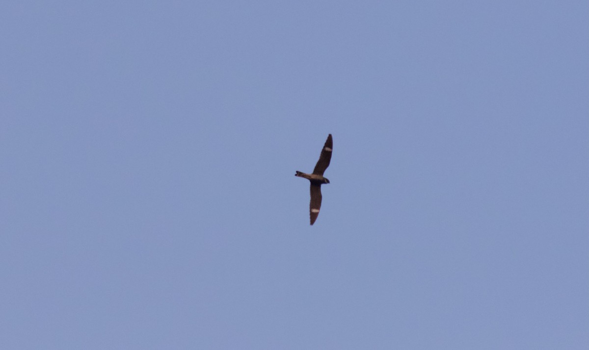 Common Nighthawk - ML637444368