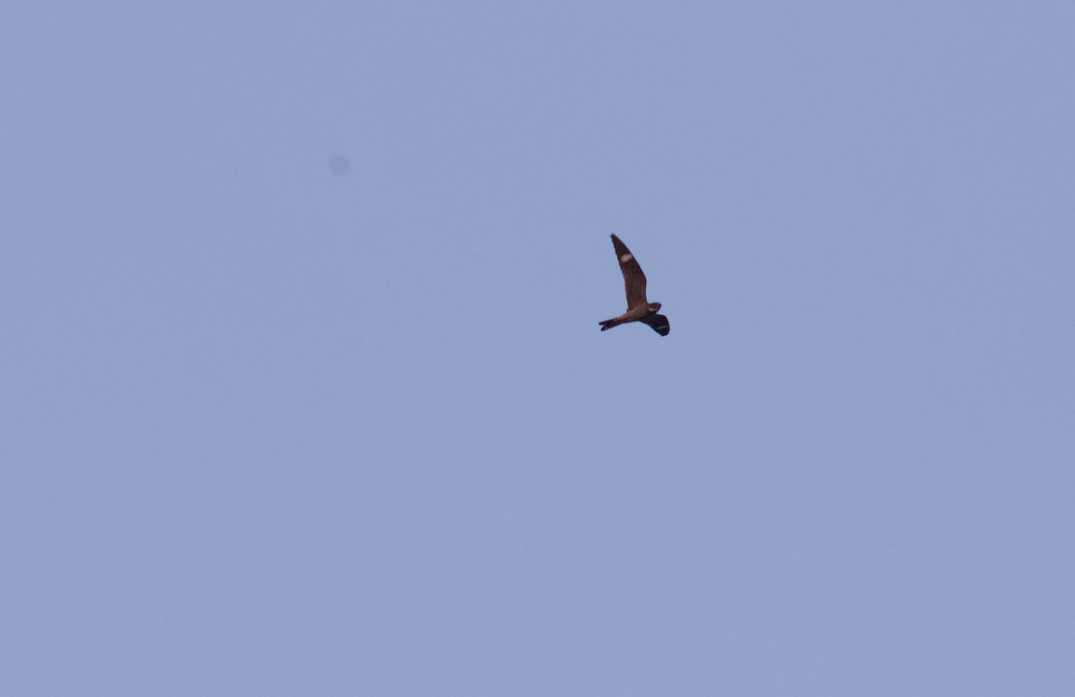 Common Nighthawk - ML637444369