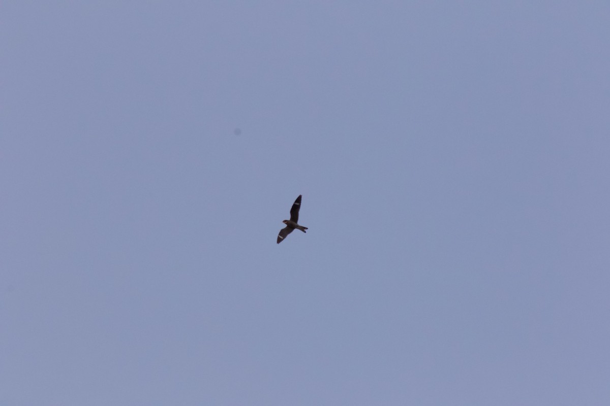 Common Nighthawk - ML637444370