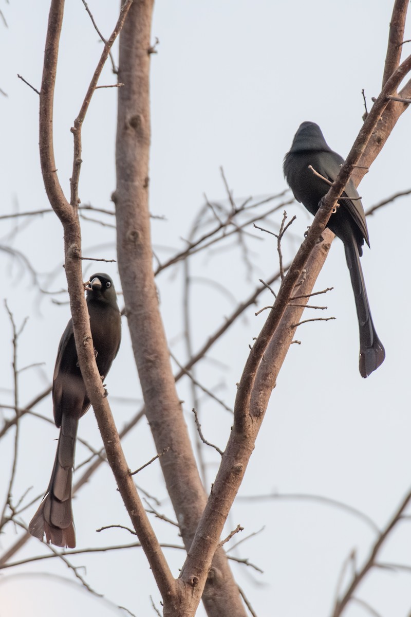 Racket-tailed Treepie - ML637444371