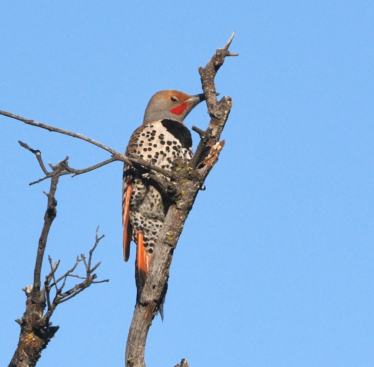 Northern Flicker - ML637444387