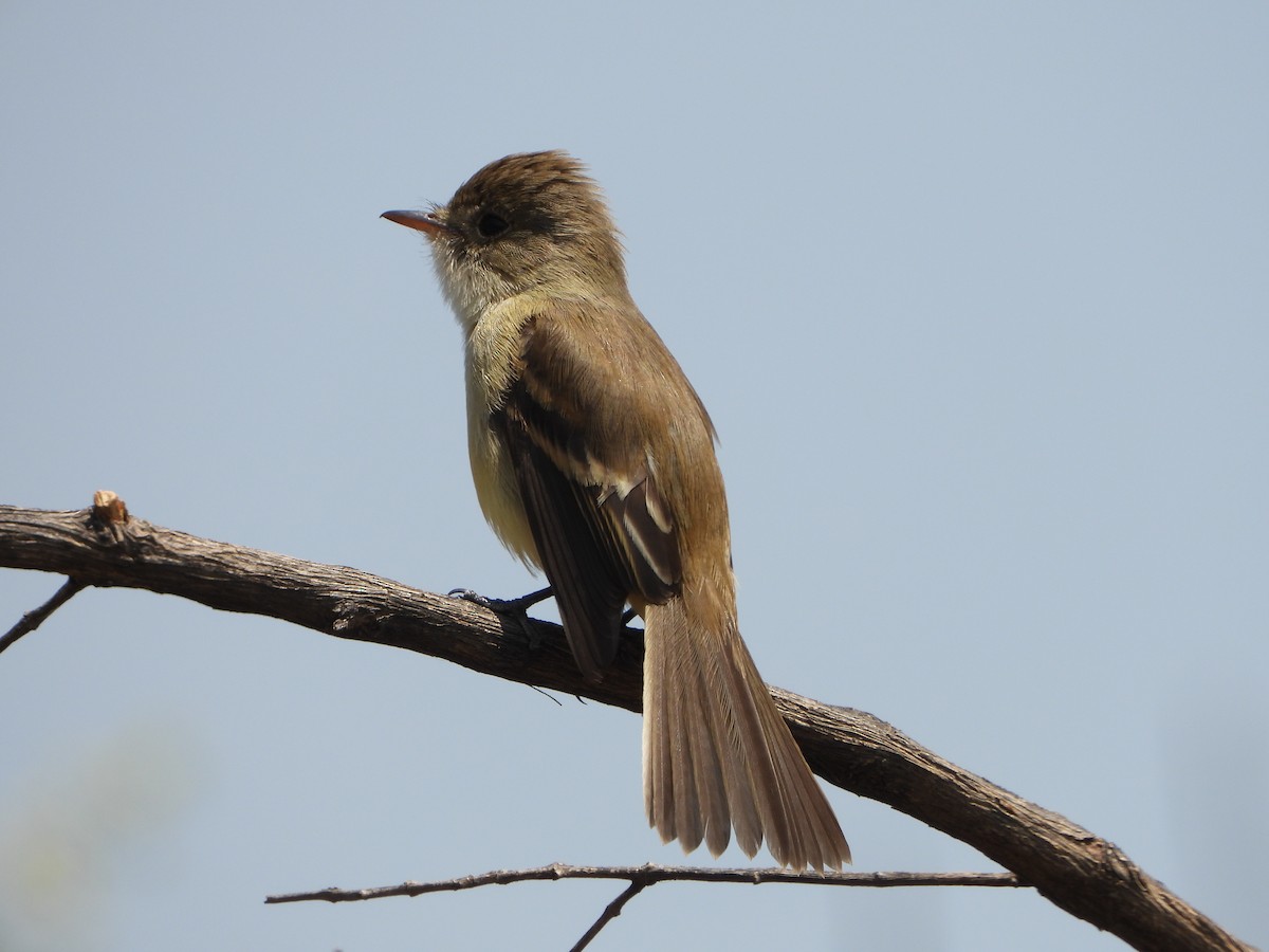 White-throated Flycatcher - ML637444419