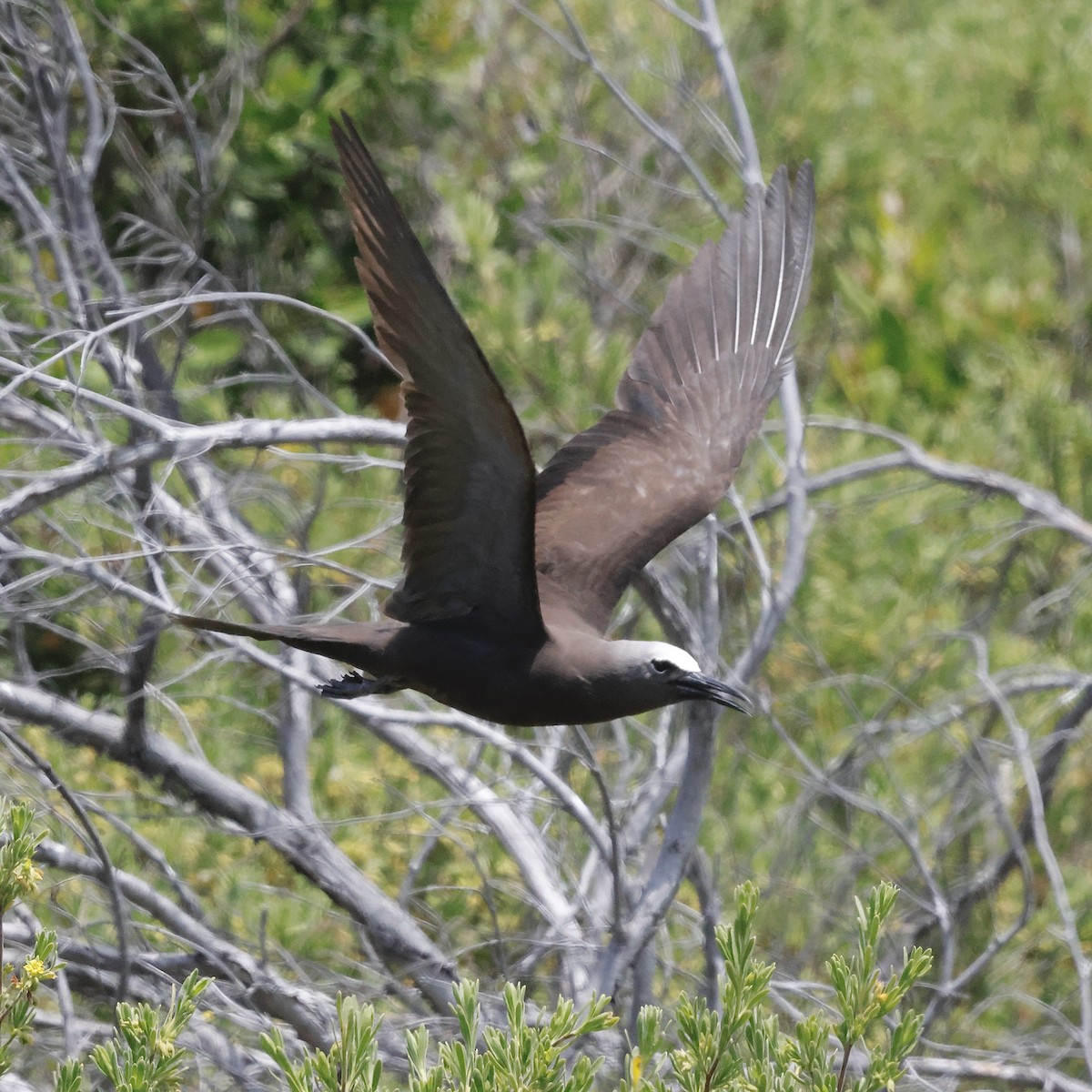 Brown Noddy - ML637444439