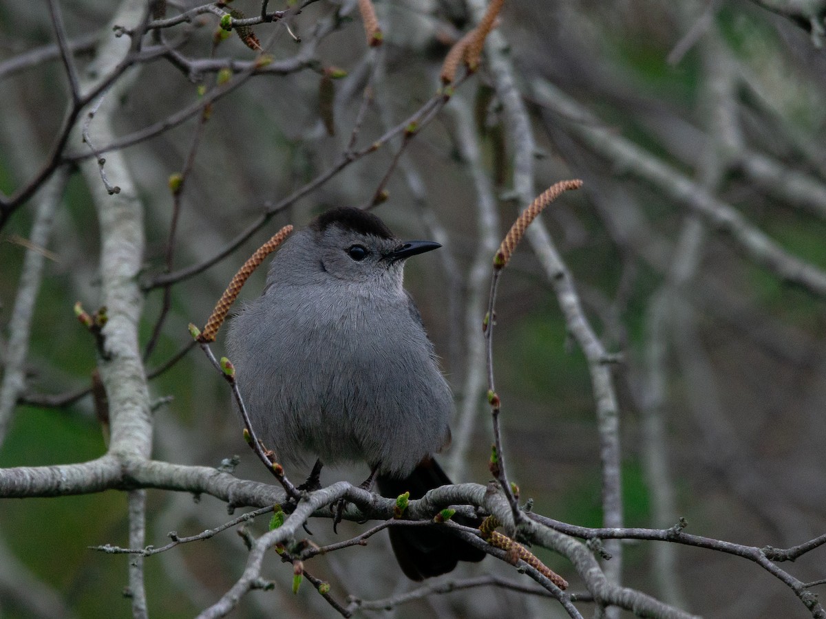 Gray Catbird - ML637444452