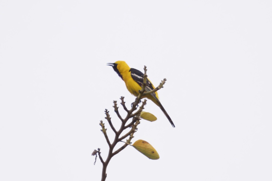 Oriole masqué - ML637444501